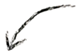 Pfeil